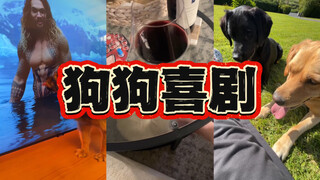 狗狗喜剧Pt.1-和小狗玩躲猫猫🥹