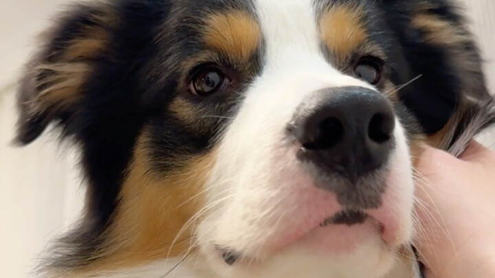 Gunung di Chongqing akan menghukum setiap anjing yang penuh energi.