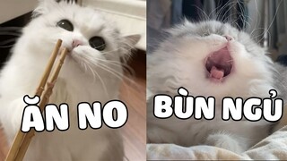 Những chiếc mèo đáng yêu nhất quả đất 😘  | Pets TV