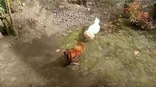 white Rooster 🐓