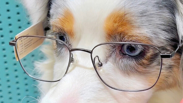 小狗带着好看的话，我应该，也不会差…吧？