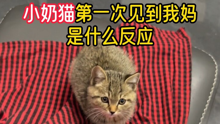 How did my little cat react when it first met my mom!!