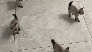 This shadow clone of the kitten!