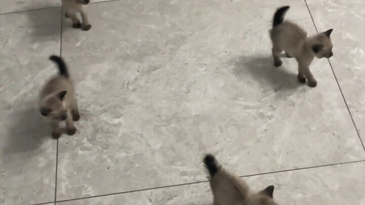 القطة الصغيرة، هذا الانقسام الظلي!