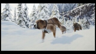 Dog Trying To Survive After Kidnapped From His Home