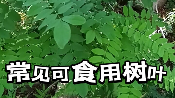 Các loại lá cây ăn được thường gặp trong tự nhiên