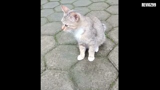 Kucing Persia jawa