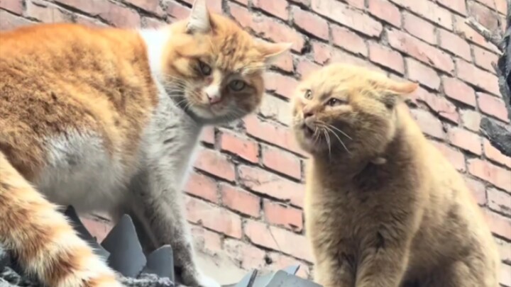 Kucing: “Persoalan kita tunda dulu, hari ini ada si kakek tua itu!”