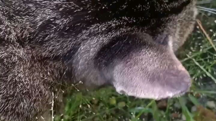 si comel ku pandai menyanyi