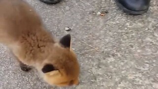 On the way home, I met a little fox. I thought it was lost with its mother. Unexpectedly, the little