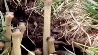 Sekelompok ular yang penasaran mengintip dari sarang mereka, lucu sekali, sangat menggemaskan