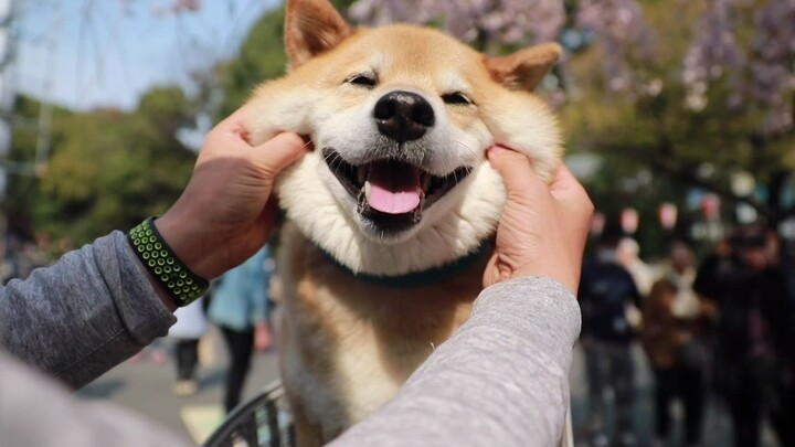People can't lose puppies, just like the West can't lose Jerusalem