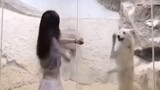 Funny animal videos - compilation