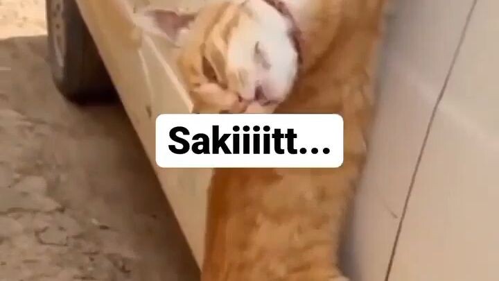 ketika kucing minta tolong 😂👍