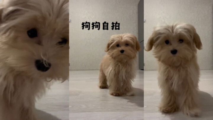 Ketika anjing melakukan swafoto pertama kali 😍