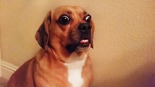 ANIMALS WILL MAKE YOU LAUGH NO MATTER WHAT - Funny Animal Videos