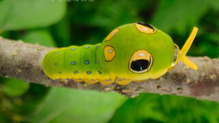 Cute and Stylish Caterpillar — The Uzzard Butterfly Larva