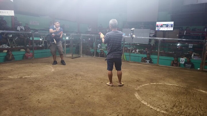 RDG Double Grey in Action..fantastic come back.