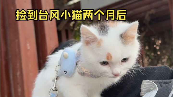 Sudah lebih dari dua bulan sejak aku menemukannya～ Si bayi kecil akhirnya sudah besar!