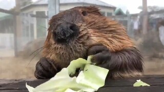 45 วินาทีแห่งการกินของบีเวอร์ฟันใหญ่