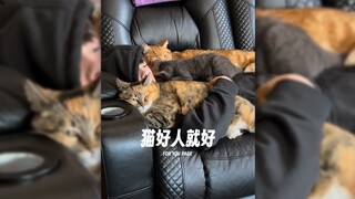 How bad can cat lovers be?