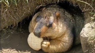 سنجاب الأرض، أيها الإنسان، هل أنت مهذب؟