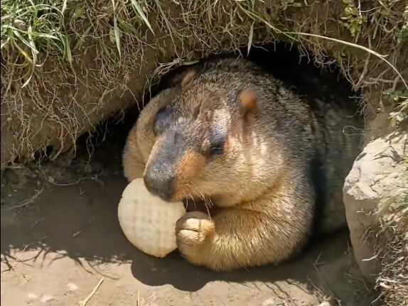 พังพอน มนุษย์ เธอมีมารยาทบ้างไหม