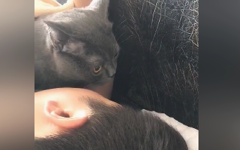 When the Cat Lulls You to Sleep...