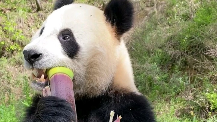 Our beloved Rocket Bamboo Shoot Series