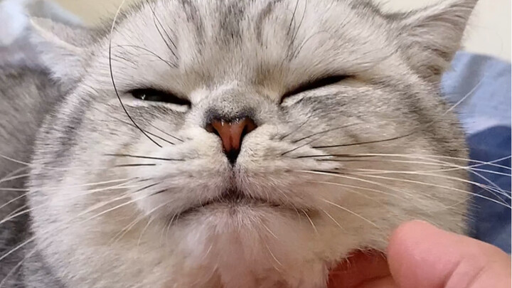 Saya menemukan satu tempat ajaib pada si kucing kecil
