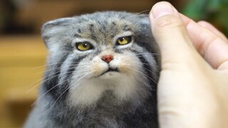 [Wool Felt] Poke a manul with wool good night for four seconds