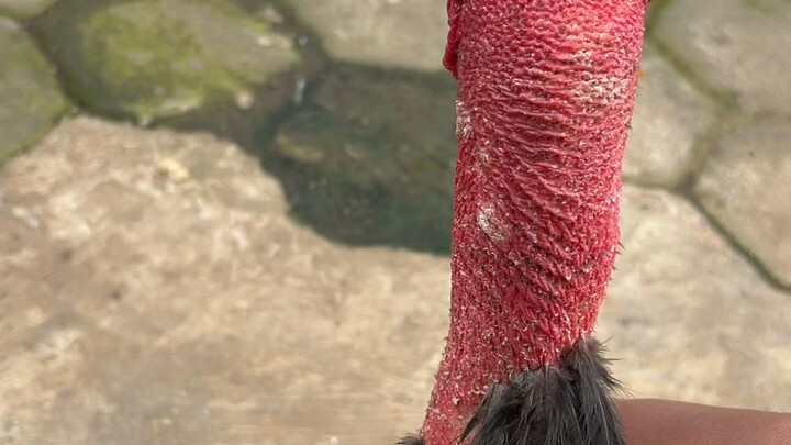 chiken bull