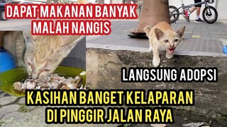 Terharu Anak Kucing Jalanan Seneng Banget Saat Di Kasih Tempat Tiggal