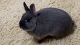 [Động vật] Thỏ ham chơi: Tôi đến mua vui đây