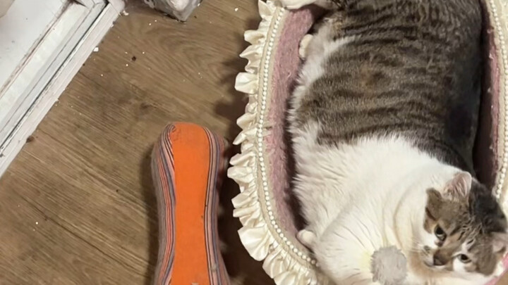 ถ้าไม่งั้นฉันจะพยายามให้มากที่สุดเท่าที่ทำได้ล่ะกัน