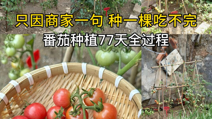A single word from the seller: Plant one tree, and you’ll never run out!