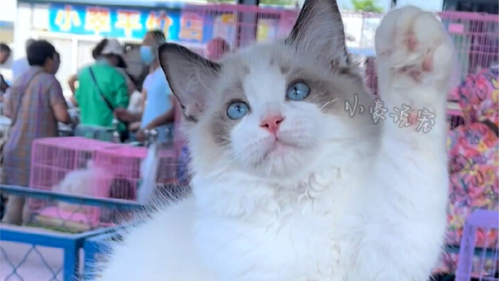 Di pasar hewan peliharaan, memilih seekor kucing Ragdoll yang manis; sang pemilik baru pun adalah se