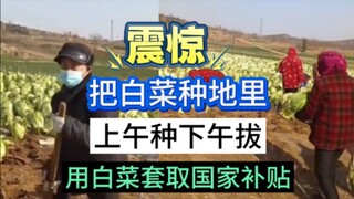 震惊:男子举报，江苏邳州市戴庄镇，有人利用大白菜，骗取补贴，把十几车把菜种到地里，上午种，下午拔