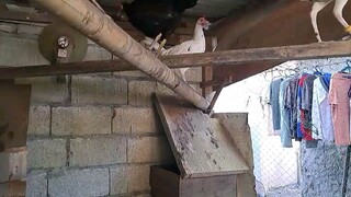 broodcock Butcher/Sweater