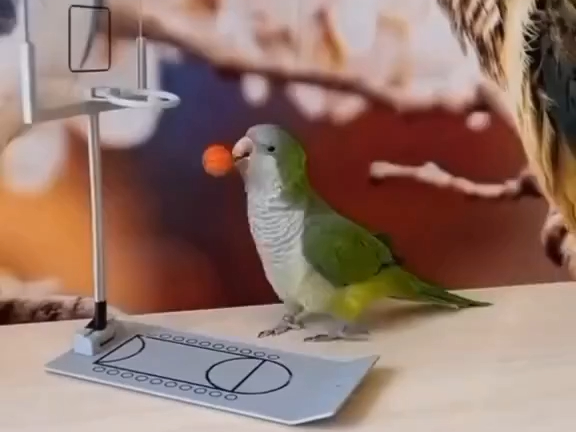 ละครสัตว์โซโล่ของนกแก้วมาแล้ว