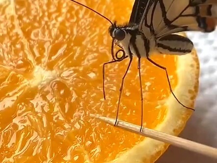 How Butterflies Feed