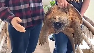 【สัตว์เลื้อยคลาน】หนุ่มคนนี้ใช้มือปลอมสอดเข้าไปในปากเต่าจระเข้!