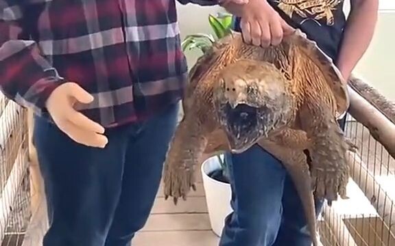 【Bò sát leo trèo】Anh chàng dùng tay giả đưa vào miệng rùa cá sấu!