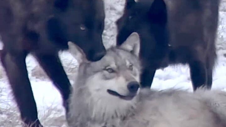 Little Wolf gnawing on your skull～