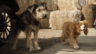 Chuyện Tình Thiếu Nữ 1965