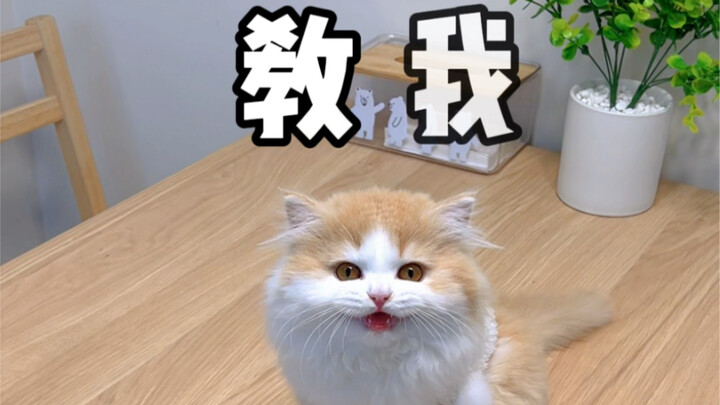 How to Make Your Cat Believe You’re a Magician