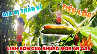 TIÊU LỐP - Gia Vị Thần Kì Linh Hồn Của Món Ăn Cay | Góc Quê Sài Gòn