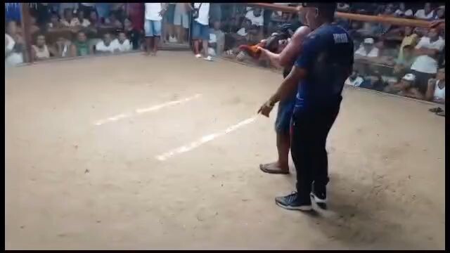 3 cock derby 2nd fyt champion 🏆🏆🏆