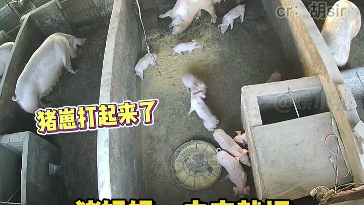 Mom Pig: You unlucky kid, you’re holding me back from eating!