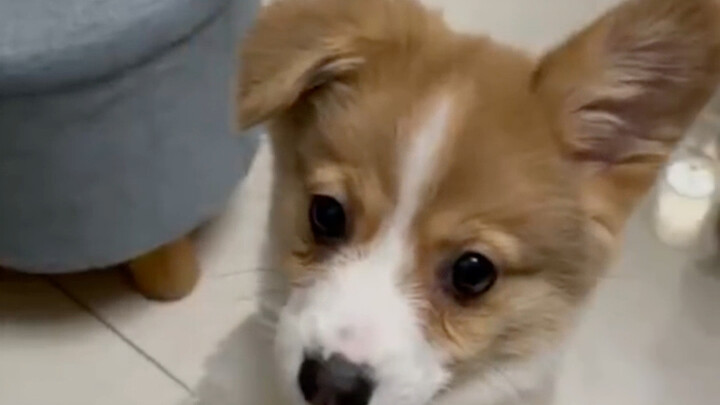 Khoảnh khắc chú corgi tai đứng được chủ nhân chụp lại